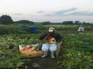 community gardens 