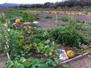 community gardens 