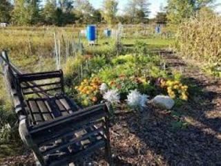 community gardns 