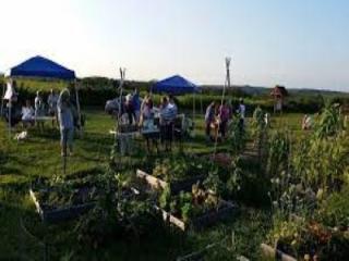 community gardens 
