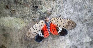 Spotted Lanternfly Image