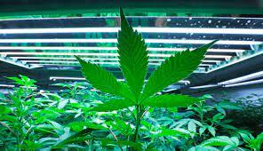 cannabis