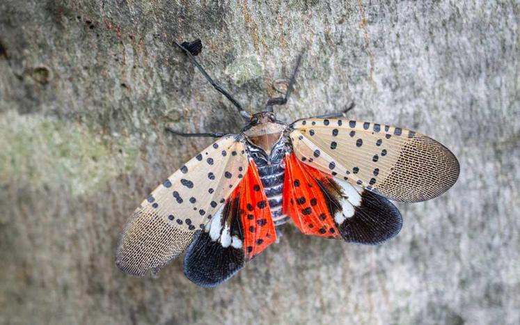 Spotted Lanternfly Image